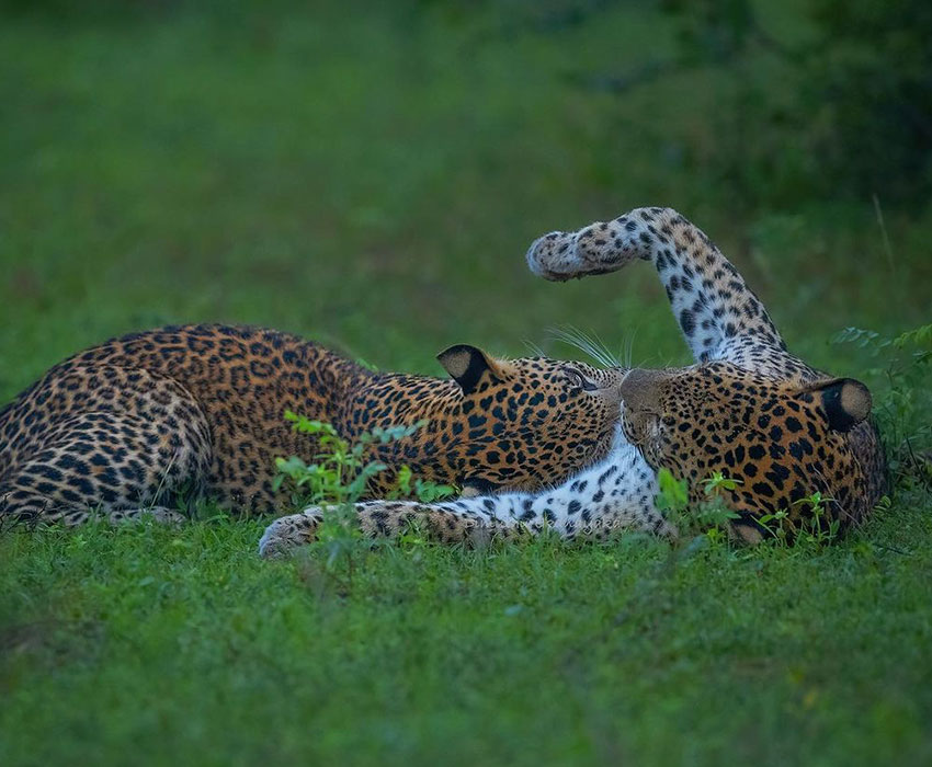 three days tour beauty of sri lanka