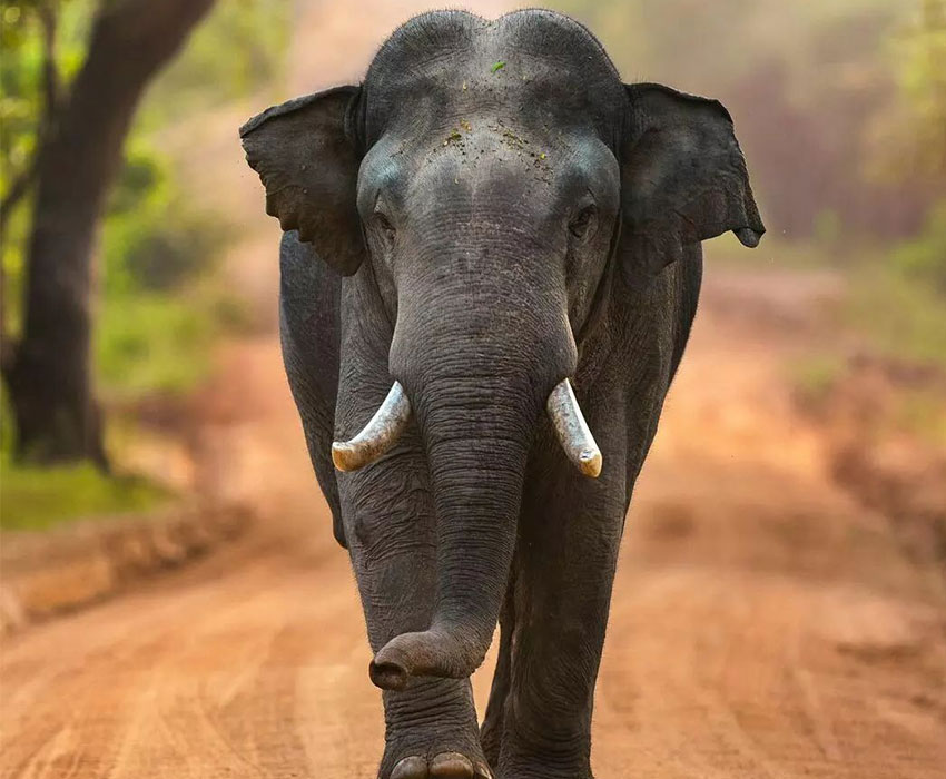 Beauty of Sri Lanka Short Tour