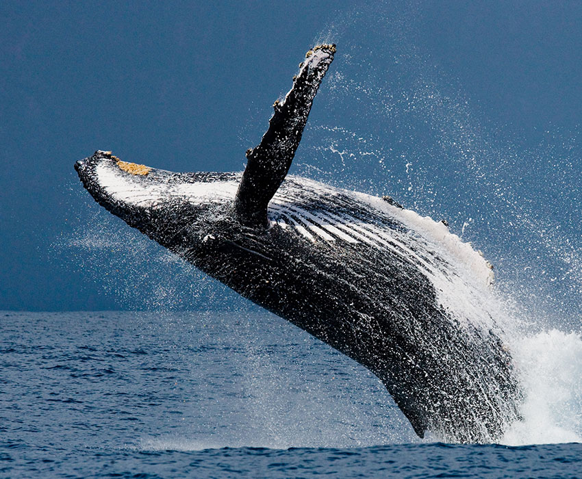 Mirissa Whale watching tours