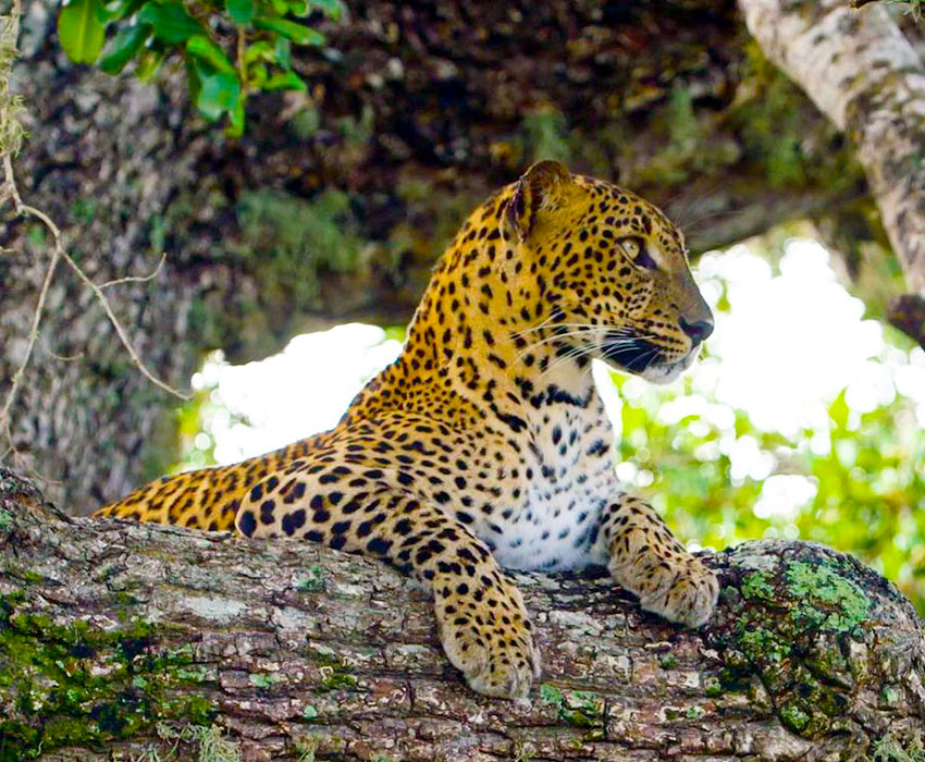 Treasures of Sri Lanka